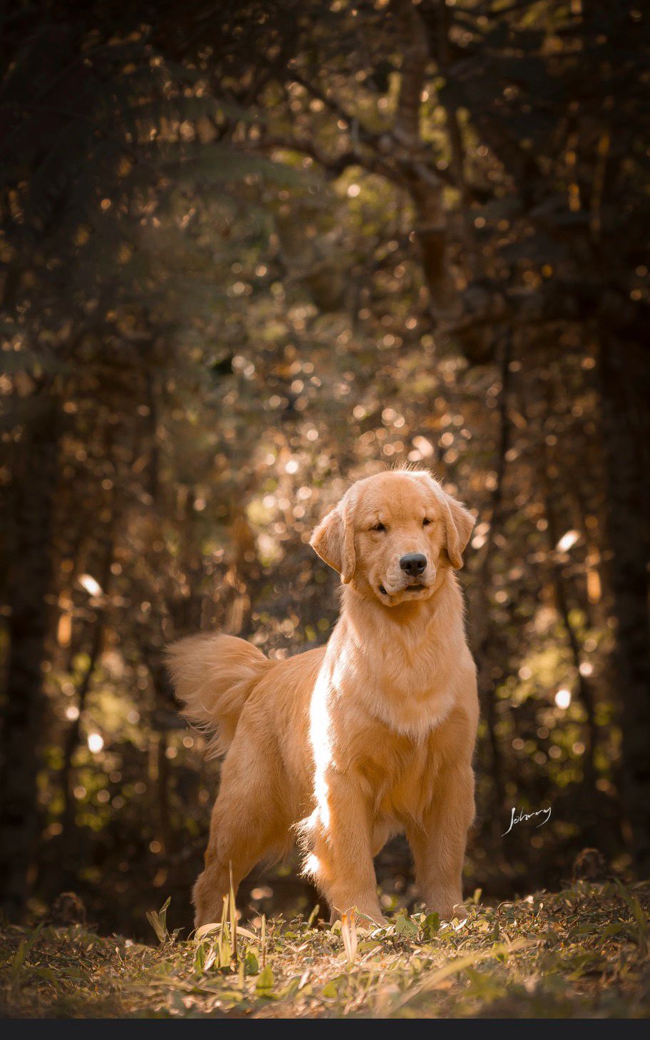 Exemplar Winkel's Golden